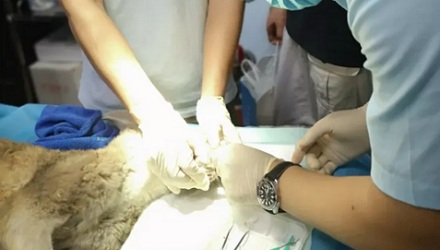 为什么大多数袋鼠到最后，都是饿死的？