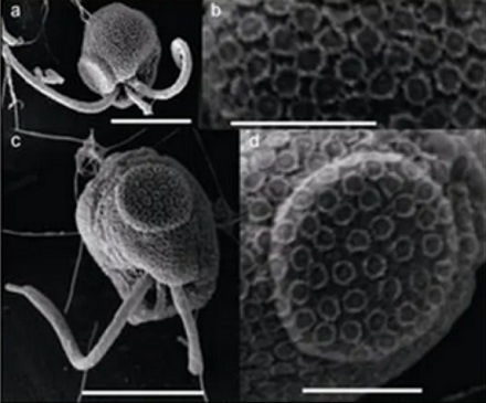为什么说在海边看到透明「爆爆珠」千万别下水？