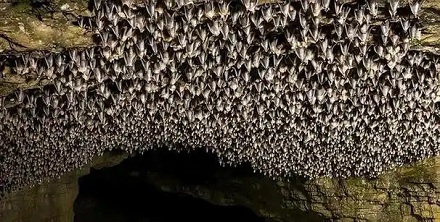 为什么冬眠的蝙蝠在洞穴中集群倒挂？