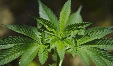 大麻明明是毒品，为啥有的衣服却是用大麻做的？