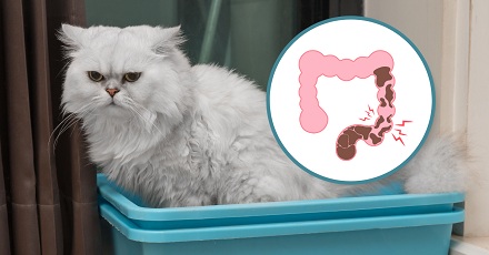 一开电热毯就便秘，是肚子里的屎被烤干了吗？