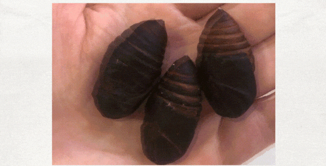 为什么在东北，千万别把蚕蛹放家里超过 15 天？