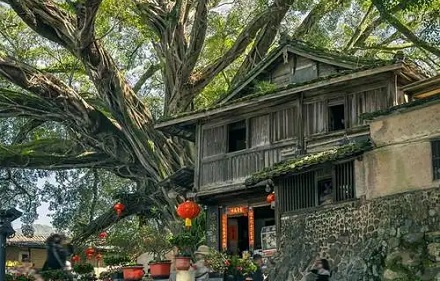 为啥说「榕树不容人」？房屋十米之内不要种榕树？