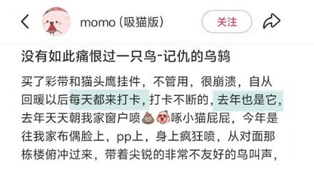 为什么说千万千万不要惹黄嘴的黑鸟？