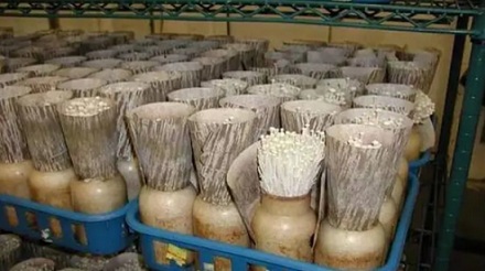 为啥超市里到处都是金针菇，却从来没人在野外见到过？