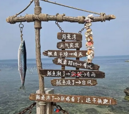 酒店为什么要在草坪上挂个椰子？