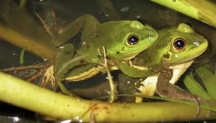 为什么有的蝌蚪不会变成青蛙，而是变成巨型蝌蚪？