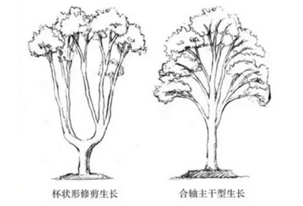 为什么南京的法国梧桐都「劈个大叉」？