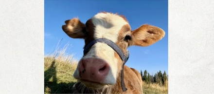 为什么汕头不产牛，却成了牛肉火锅之都？