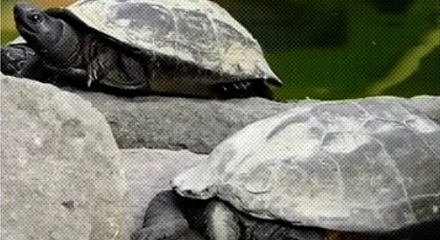 为什么古人要在下水道里养乌龟？