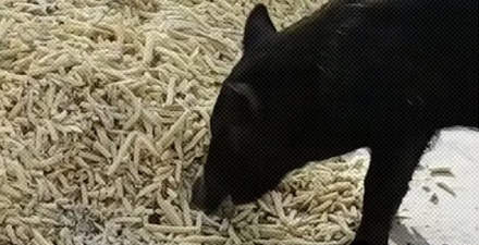 为什么猪饲料里会有大量的油炸薯条？