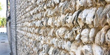 为啥广东人要用生蚝壳砌墙？