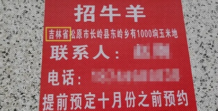 为什么吉林的农场要去内蒙给玉米地「招牛羊」？