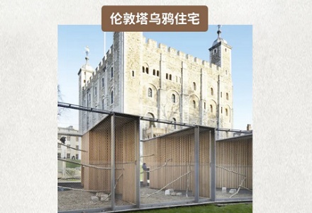 为什么英国的伦敦塔上必须住 6 只乌鸦？