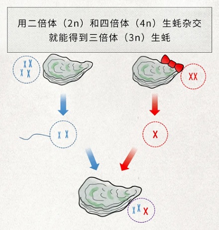 为什么科学家要给生蚝做「绝育」？