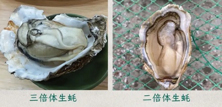 为什么科学家要给生蚝做「绝育」？