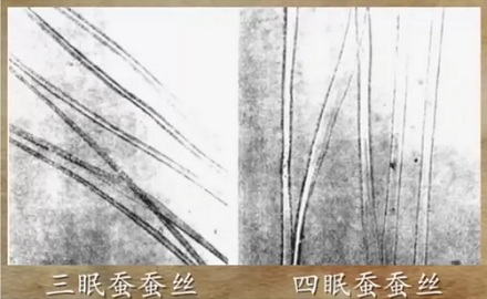 为什么要完美复刻素纱襌衣，必须先给蚕减肥？