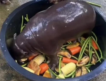 豆角没熟不是有毒吗？为什么泰国人还喜欢生吃豆角？