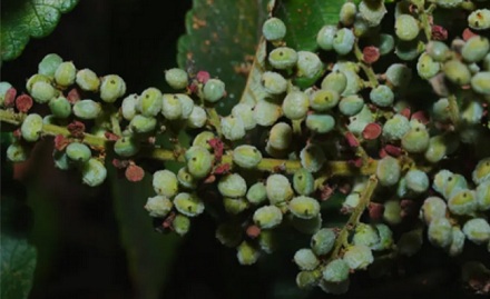 水果基本都是甜的，那有没有咸的水果？
