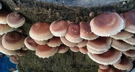 为什么说香菇是被吓大的？