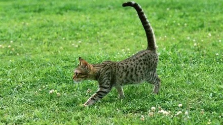 为什么猫的后脚会踏上前脚走过的地方？