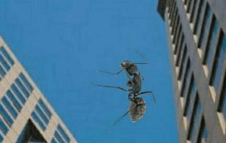 蚂蚁从飞机上掉落会发生什么？