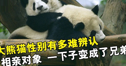 为什么大熊猫的性别这么难分辨？