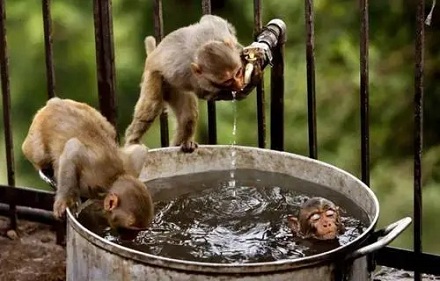 为什么你不能喝生水，动物都直接喝？