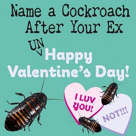 情人节用情人名字给蟑螂命名？