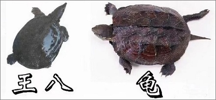 王八与乌龟最大的区别是什么？