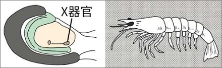 为啥剪掉虾的眼睛，虾就能繁殖得更快？
