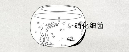为什么鱼在脏水里不会死，在干净的鱼缸里却死了？