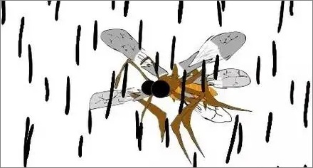 蚊子为什么不会被比它身体重50倍的水滴砸死？