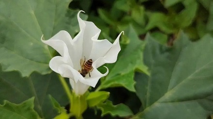 来自有毒植物的蜂蜜有毒吗？