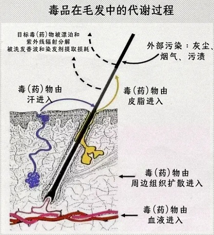 为什么很多吸毒的人喜欢剃头发、染头发？