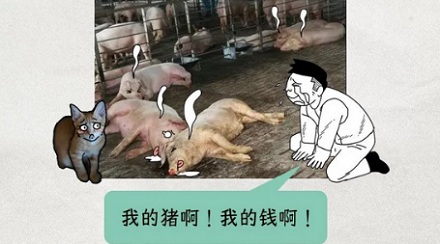 为啥养猪场里绝对不能出现猫？