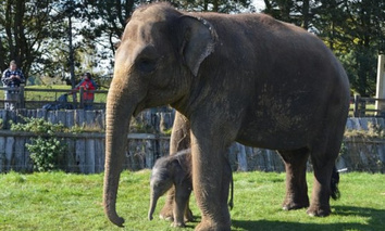 大象的怀孕期需要两年