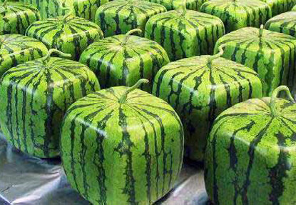 日本有一种正方形的西瓜