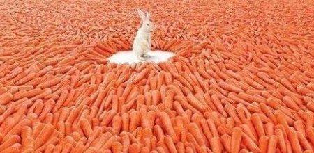 兔子很少吃胡萝卜