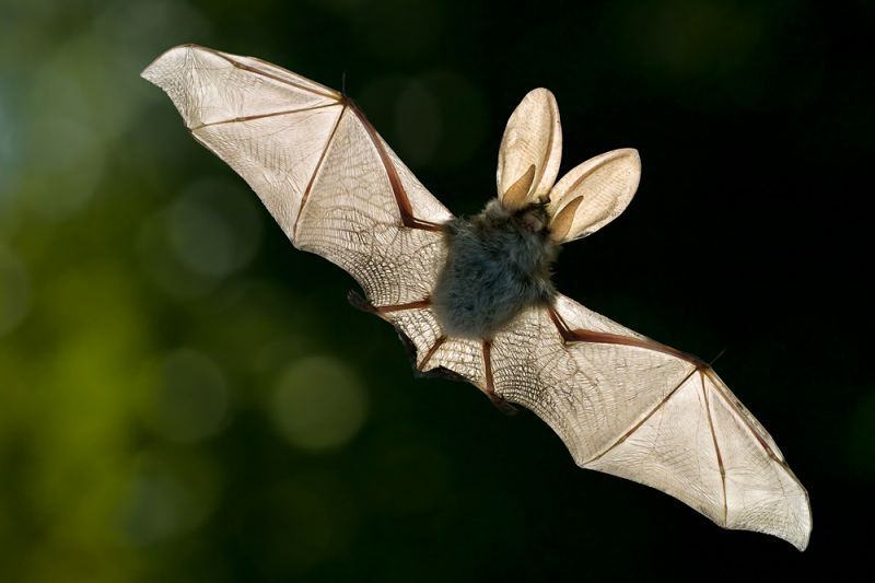 一个小型蝙蝠洞里的蝙蝠一年之内吃掉的昆虫超过1吨