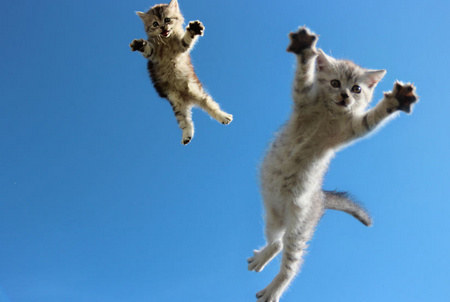猫的垂直跳跃高度能达到自己身体高度的5倍