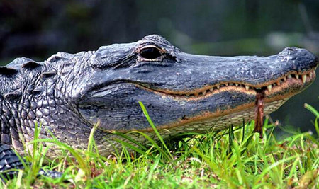 鳄鱼无法伸出它的舌头