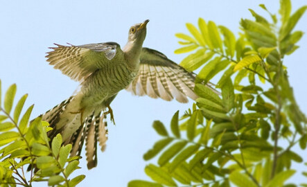 母的杜鹃鸟有一个类似产卵器的器官