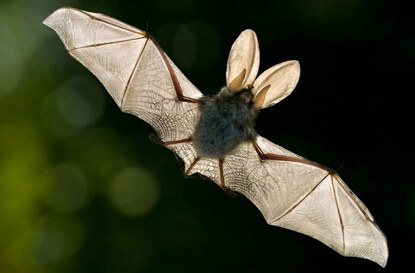蝙蝠是唯一能飞的哺乳动物