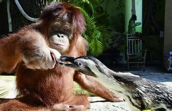红毛猩猩是已知除人类外，唯一会强奸雌性的灵长目动物