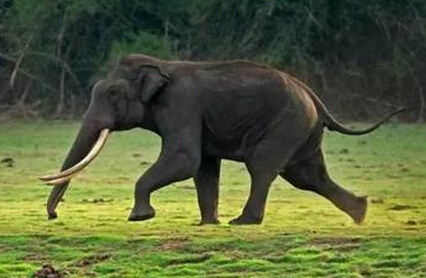 大象不能跳跃