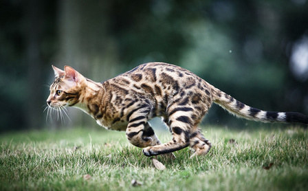家猫的奔跑速度每小时大约是55-60公里