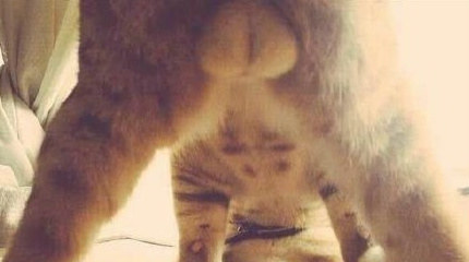 猫用屁股来表示友好