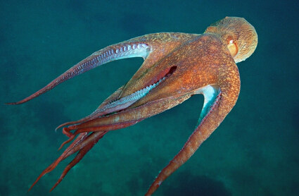 一只70磅的章鱼可以穿过一个仅一枚银币大小的洞