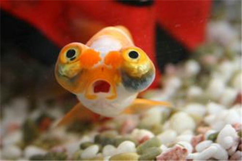金鱼起源于中国